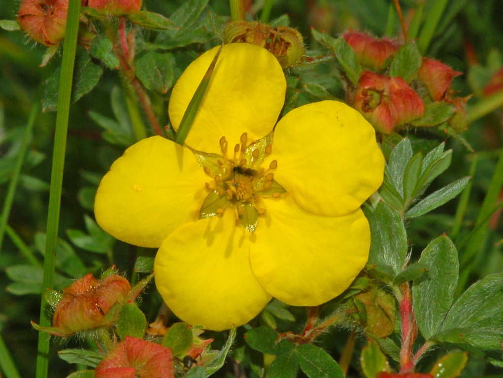 Avventiziato casuale di Dasiphora fruticosa